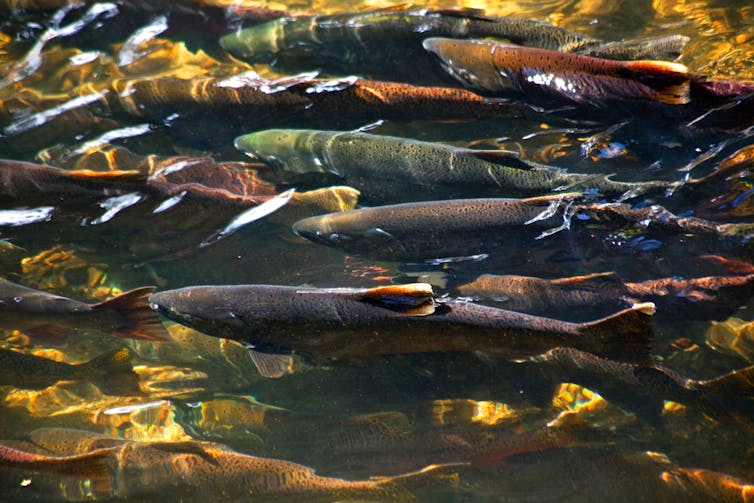 Multi-coloured salmon swimming close together.