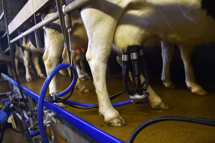 A cow's legs show a milking device attached to the udder and tubes for milk flow.