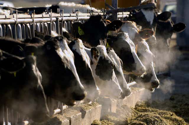 Ten Holstein cattle in a row feeding on grain.