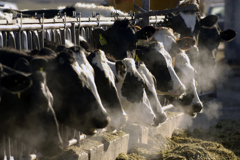 Ten Holstein cattle in a row feeding on grain.