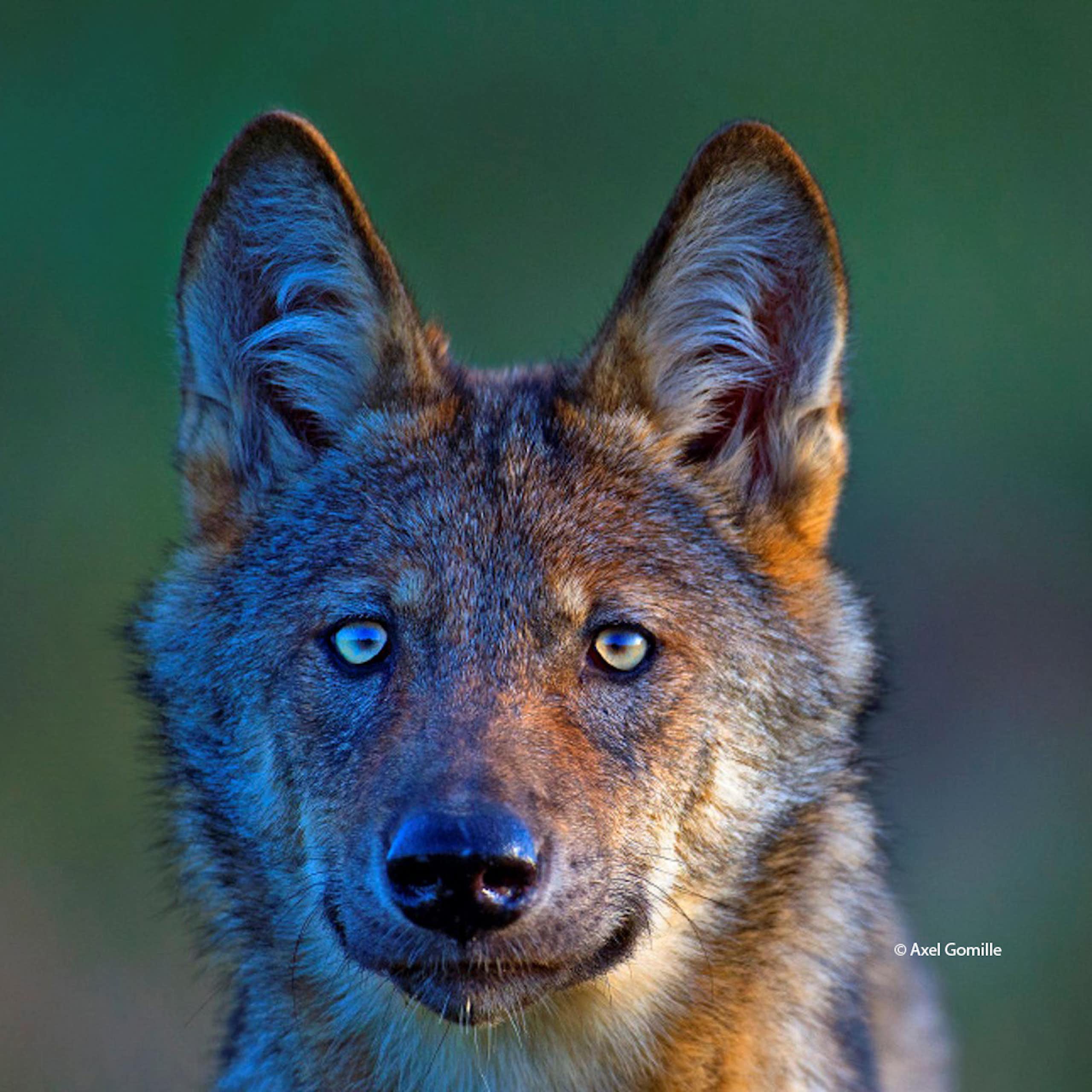 Comprendre la diversité des émotions suscitées par le loup en France