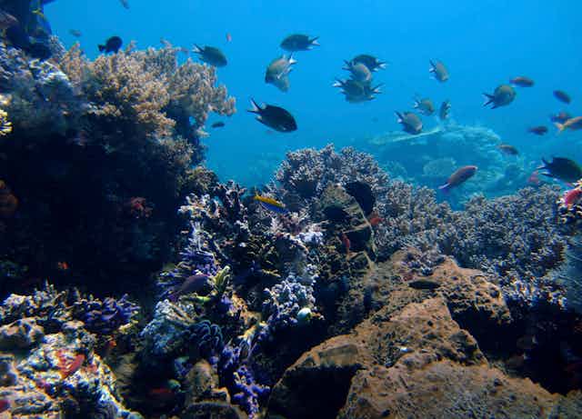 Medium-sized fish swim around several rocks covered in purple and green-gray colored coral.