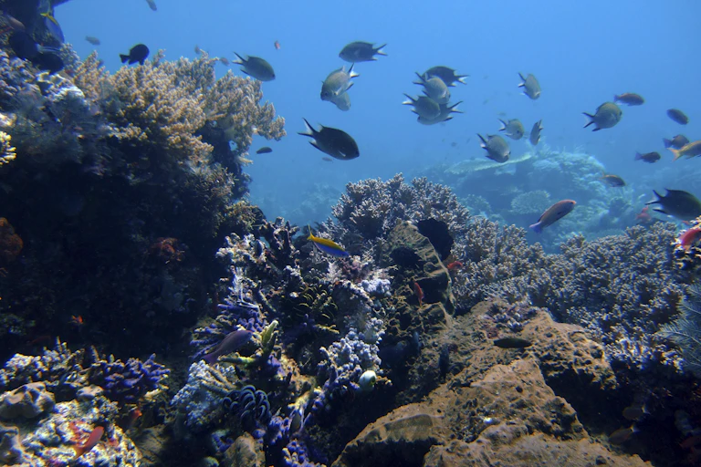 Medium-sized fish swim around several rocks covered in purple and green-gray colored coral.