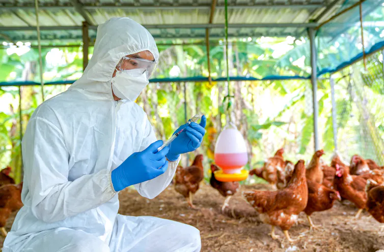 Gripe H5N1: ¿la próxima pandemia? Gripe H5N1: ¿la próxima pandemia?