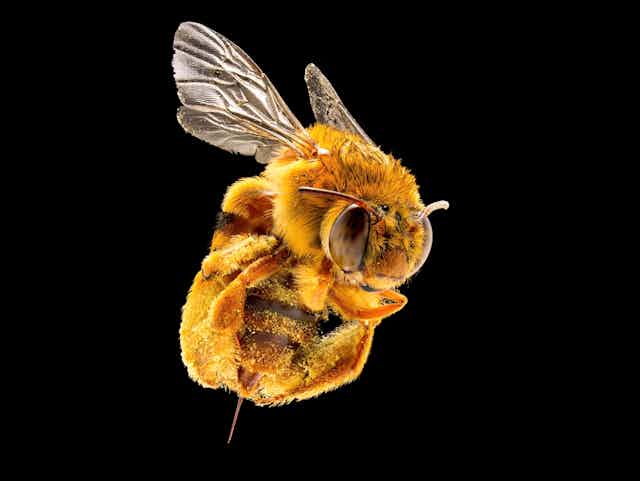 Uma foto de uma abelha de aparência peluda com um ferrão grande.