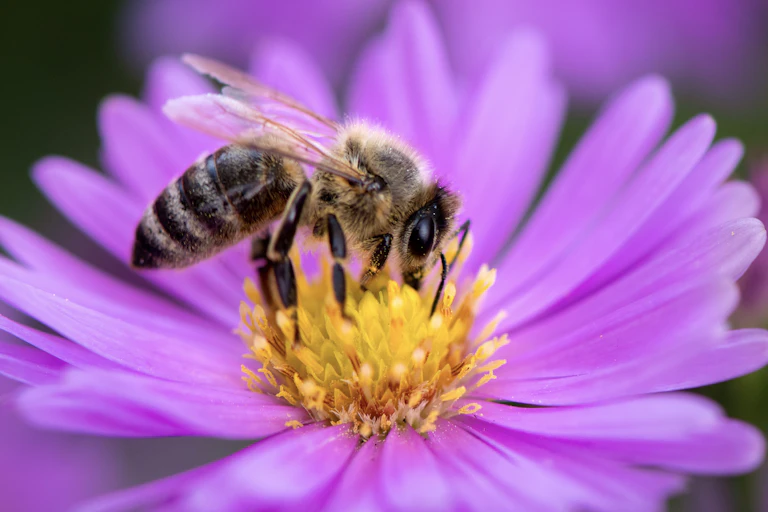 A bee pollinates a purple flower.