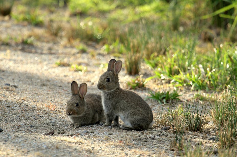 Invasive Rabbit Explainer: how 'biocontrol' fights invasive species