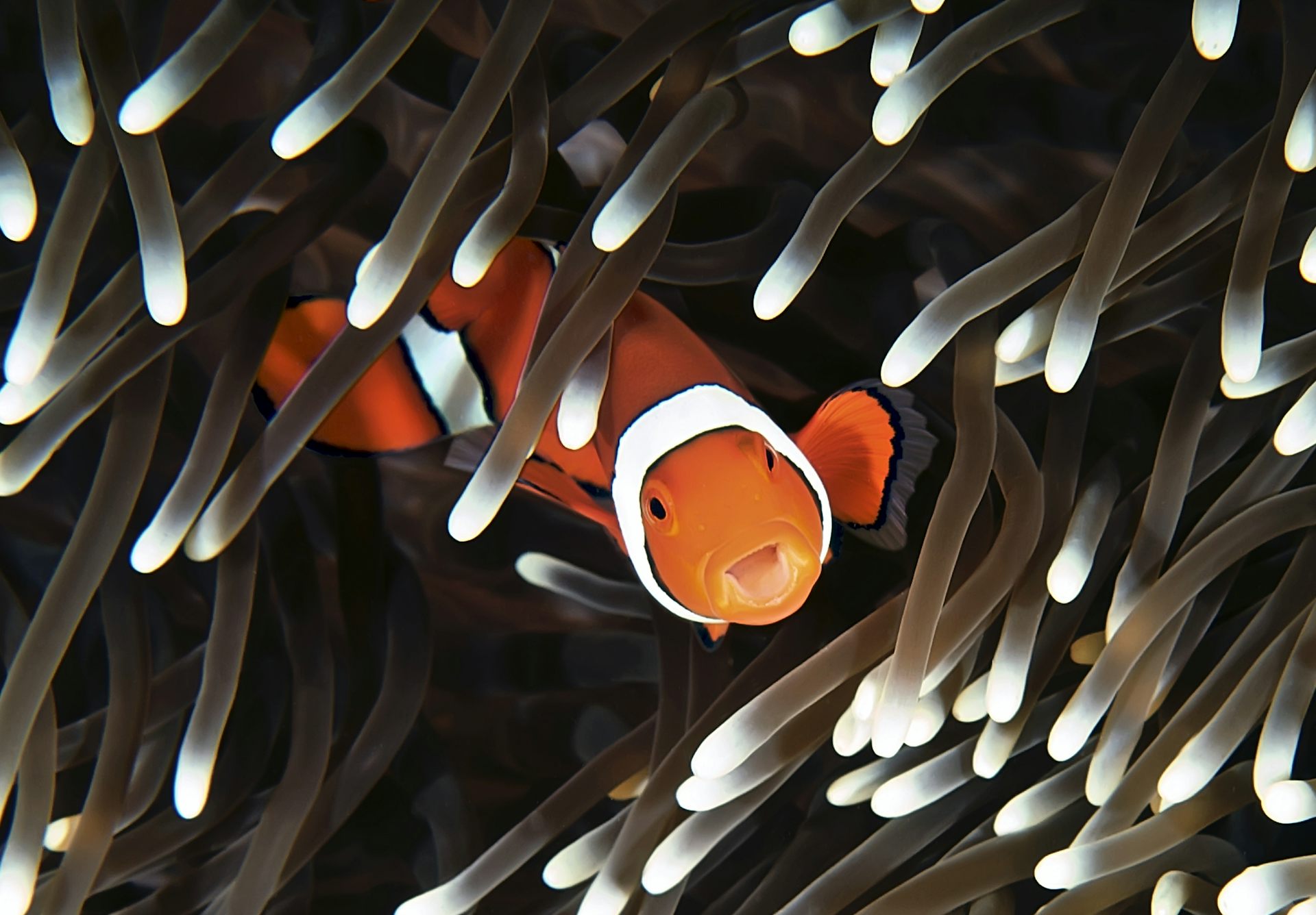 A clownfish hides among the tentacles of an anemone