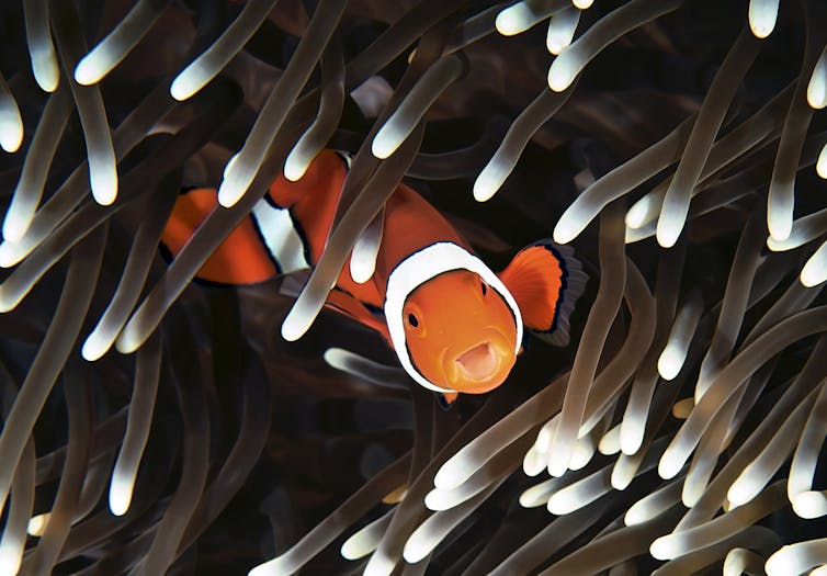 A clownfish hides among the tentacles of an anenome
