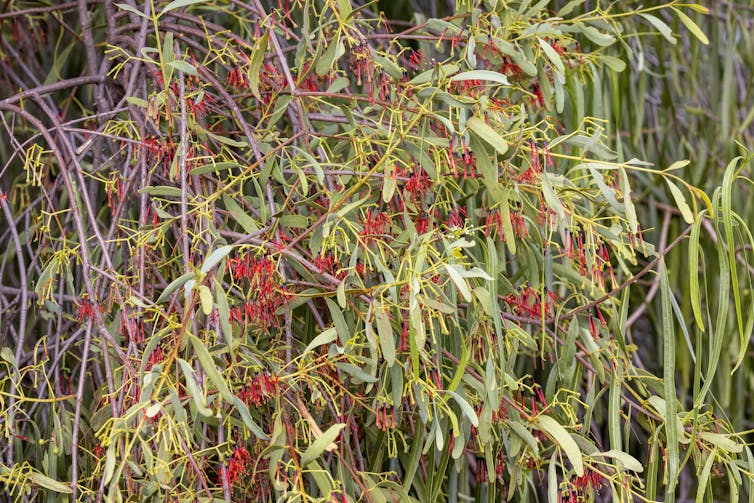 A mistletoe in flower