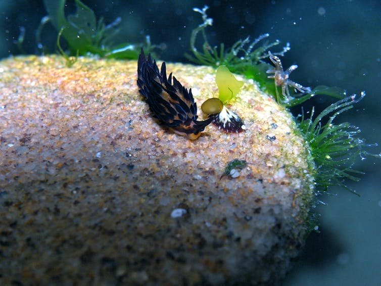 A seaslug on an algae-covered rock
