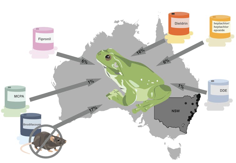 A graphic showing the types of pesticides detected in frogs and the percentages of tested frogs in which each chemical was detected