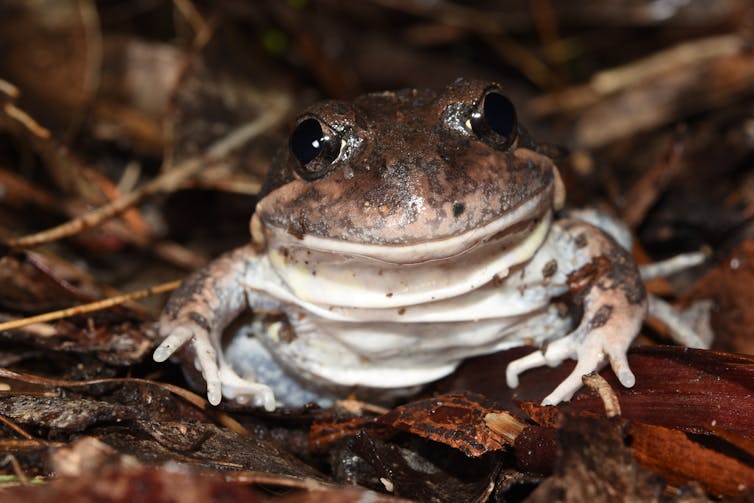 A head-one view of an eastern banjo frog