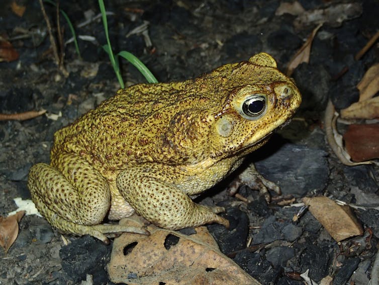 A cane toad on leaf litter