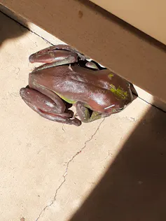 A dying green tree frog next to a wall
