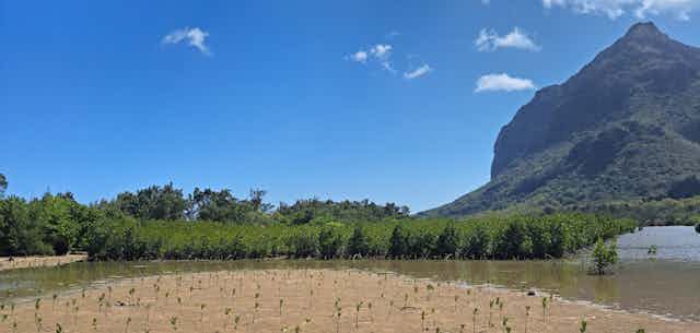 Mangroves with mountain in background