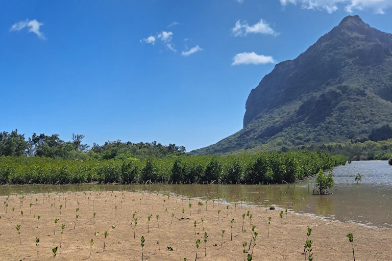 Mangroves with mountain in background