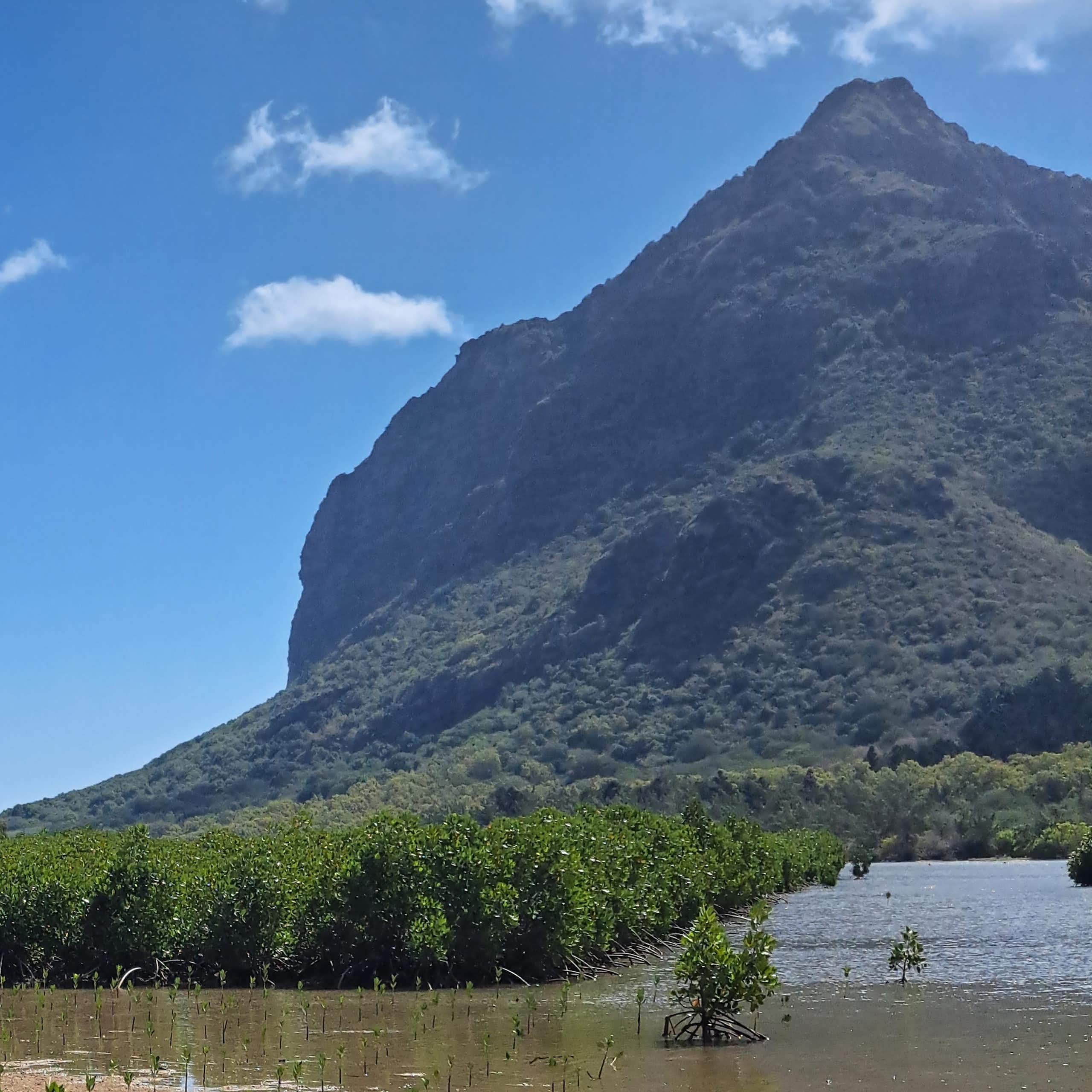 Mangroves with mountain in background