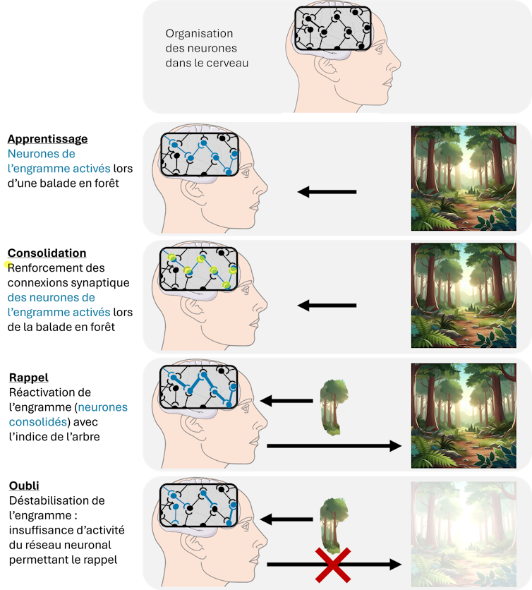 Schéma du fonctionenment de l’engramme : des neurones connectés codent un souvenir (apprentissage), leur connexion se renforcent (consolidation) et se réactivent lorsqu’un élément évoque le souvenir (rappel). Si les connexions sont modifiés, c’est l’oubli
