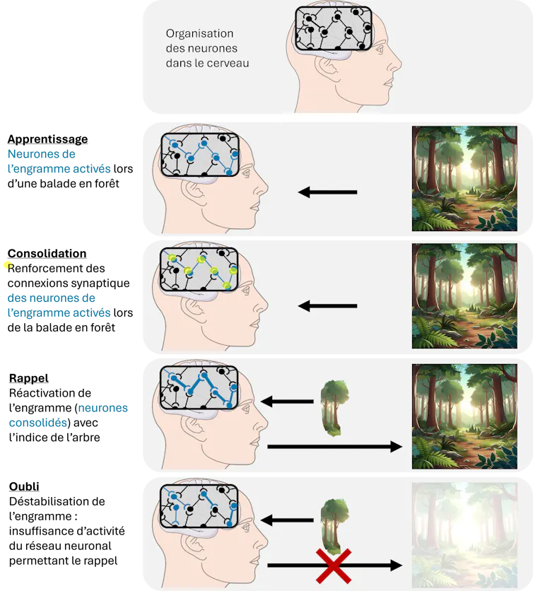 Diagrama da função do engrama: os neurônios conectados codificam uma memória (aprendizado), suas conexões se fortalecem (consolidação) e são reativadas quando um elemento evoca a memória (recordação). Se as conexões forem modificadas, a memória é esquecida