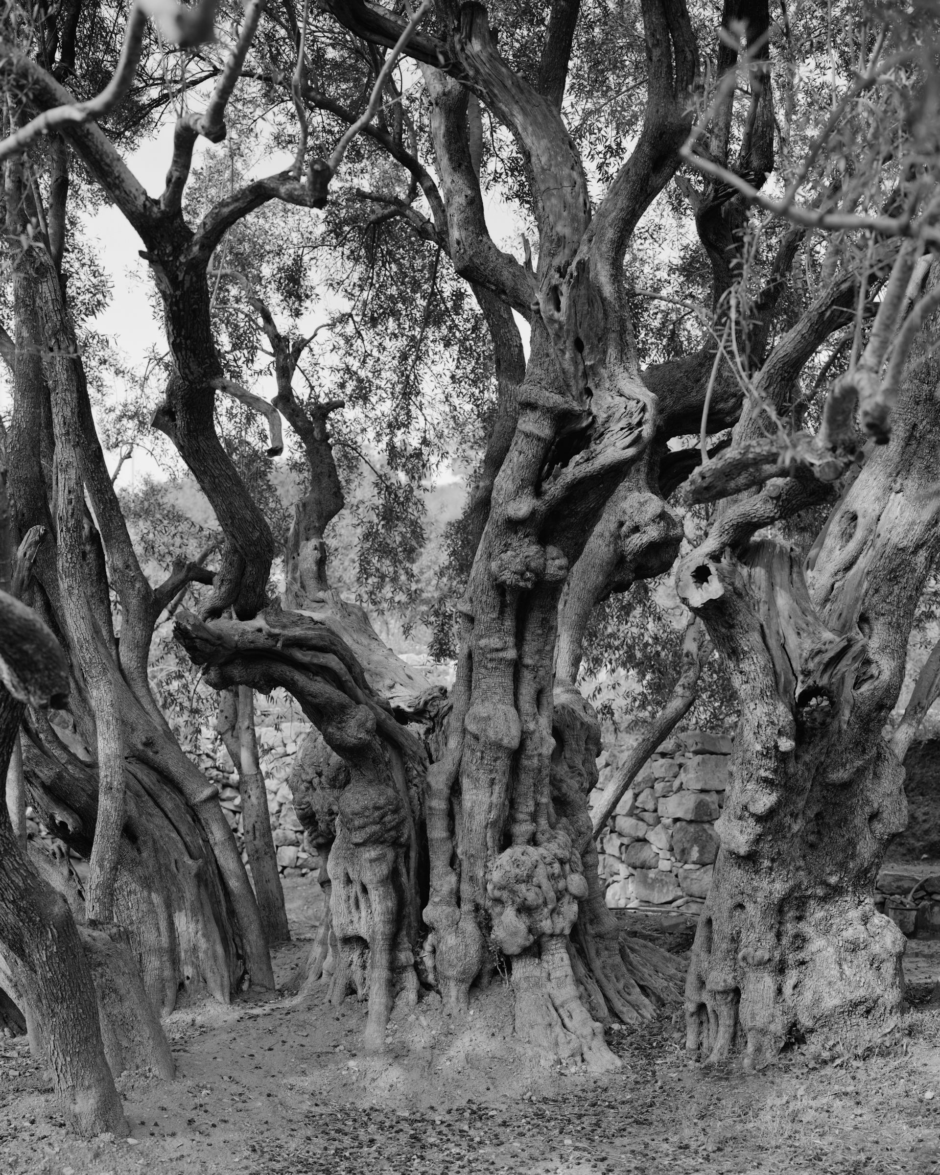 Black and white photo of olive tree