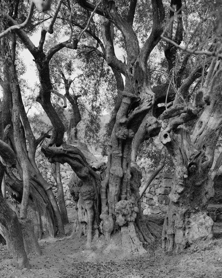 Black and white photo of olive tree