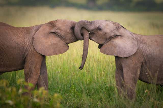 La selección: el amor es un elefante