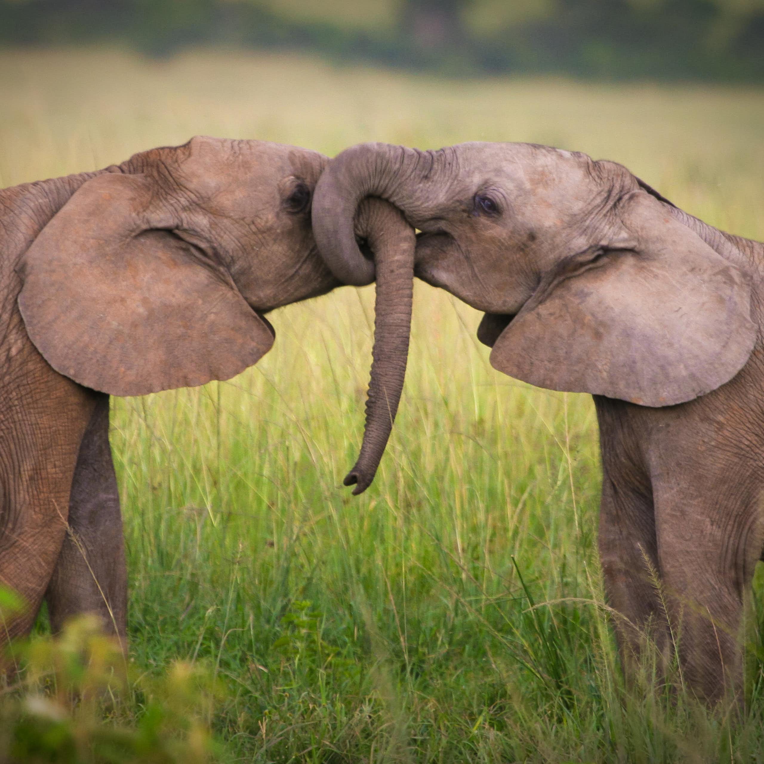 La selección: el amor es un elefante