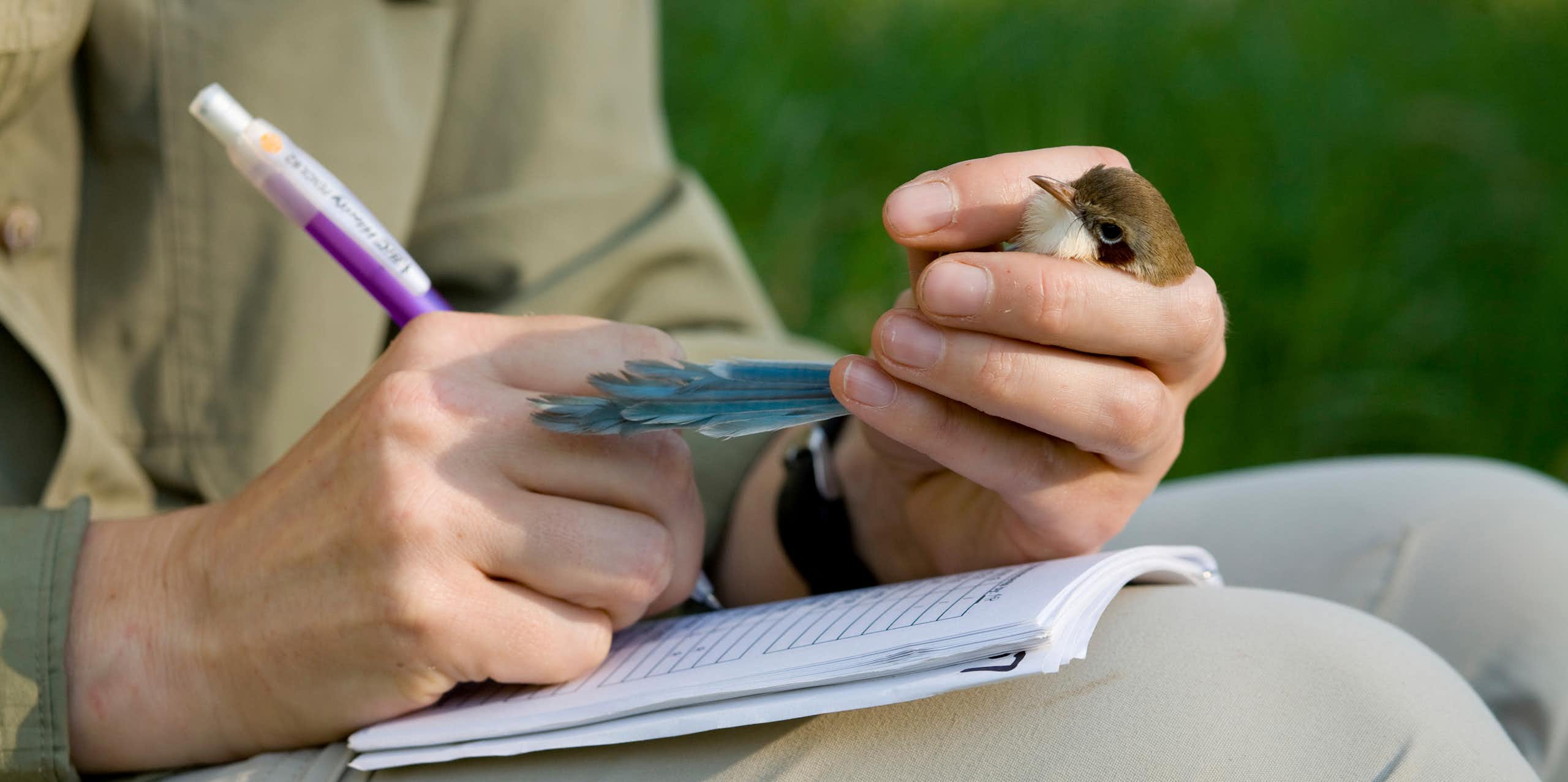 Close up of a seated man holding a small bird with one hand and taking notes with the other.