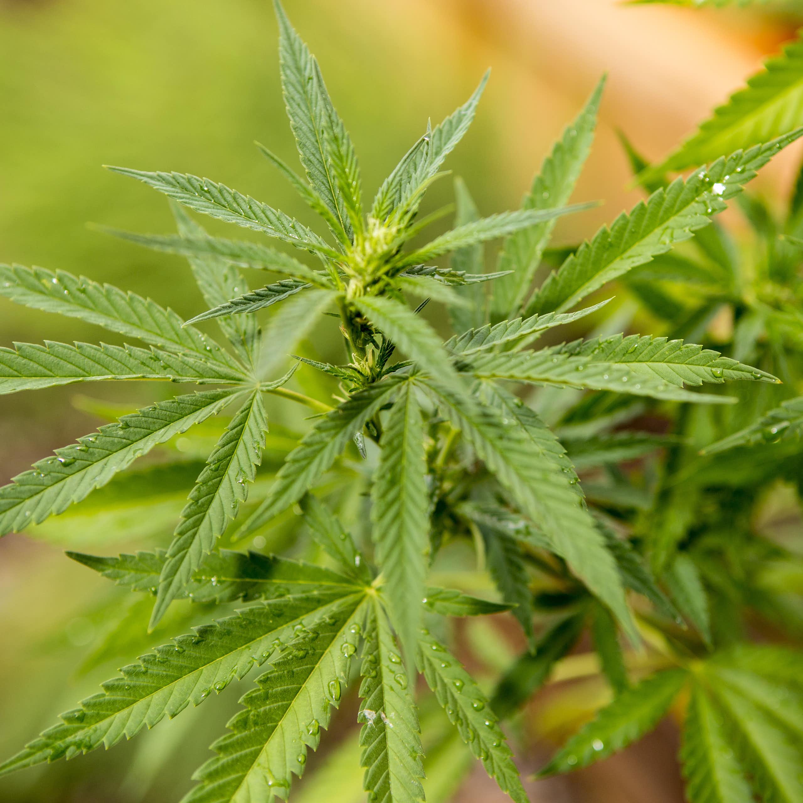 A bright green cannabis plant grows in a garden.