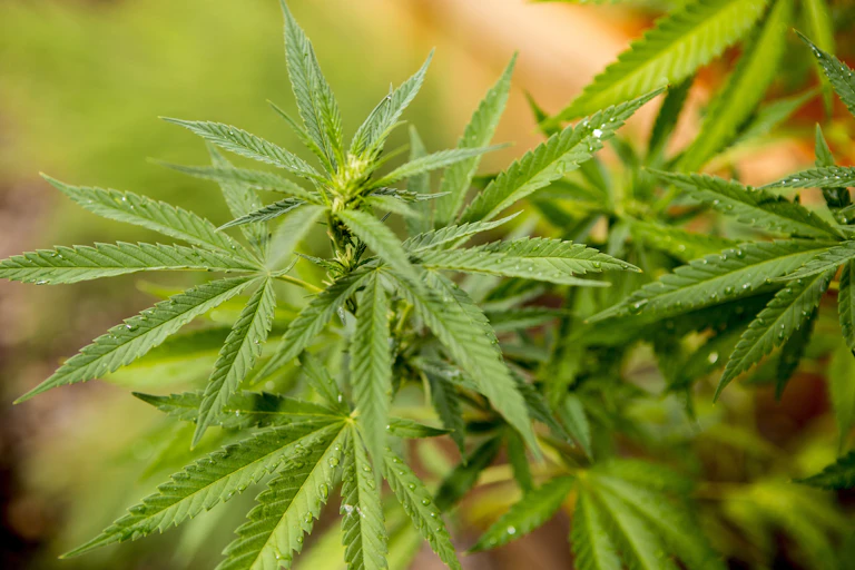 A bright green cannabis plant grows in a garden.