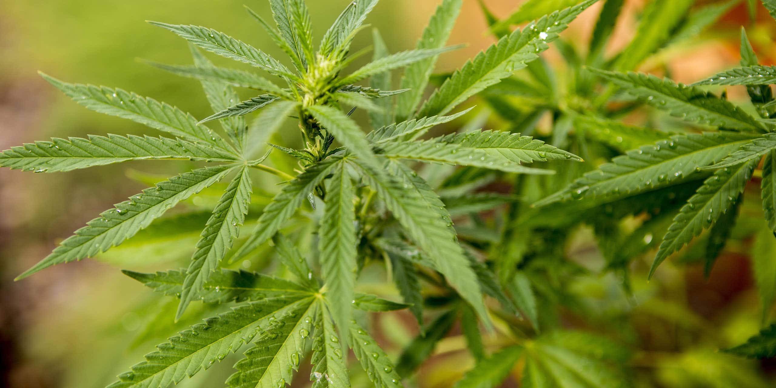 A bright green cannabis plant grows in a garden.