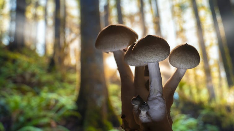A bunch of mushrooms, surrounded by greenery, appear in the midst of a dark forest.