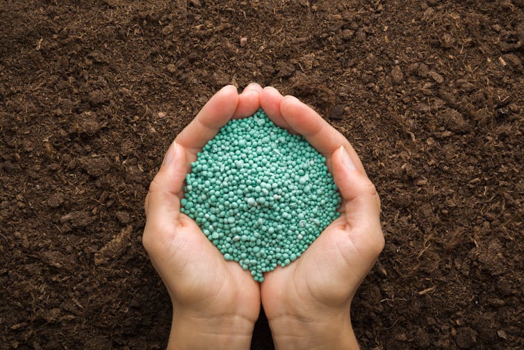 Photo of a person's hands holding fertiliser over soil.