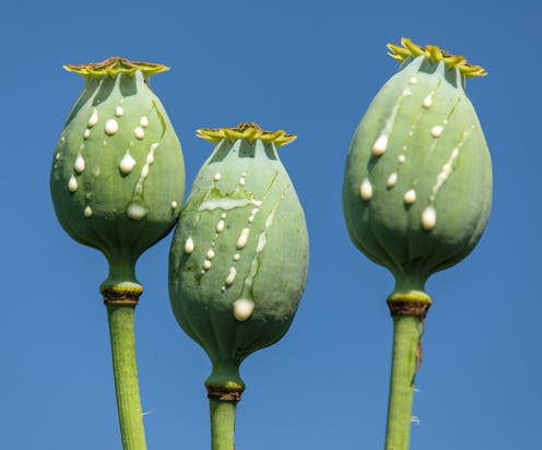 how the opium trade shaped the modern world