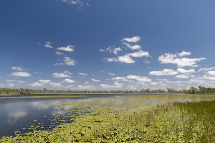 wetlands, water and plants