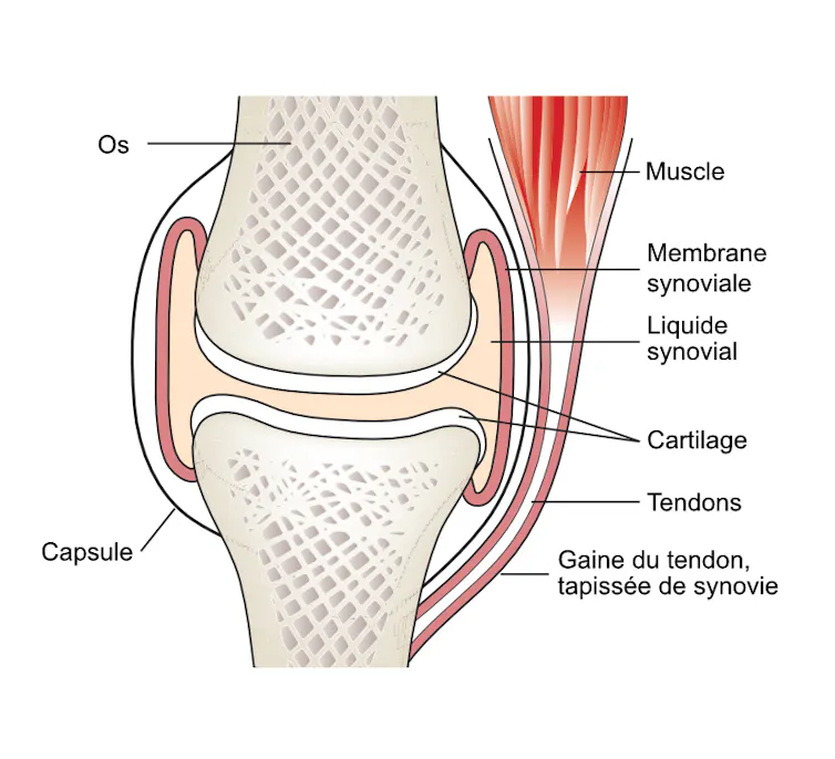 Schéma d’une articulation