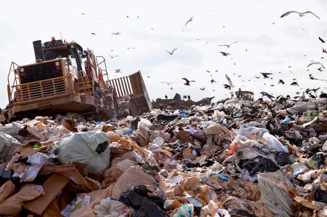 A truck in a landfill with seagulls.
