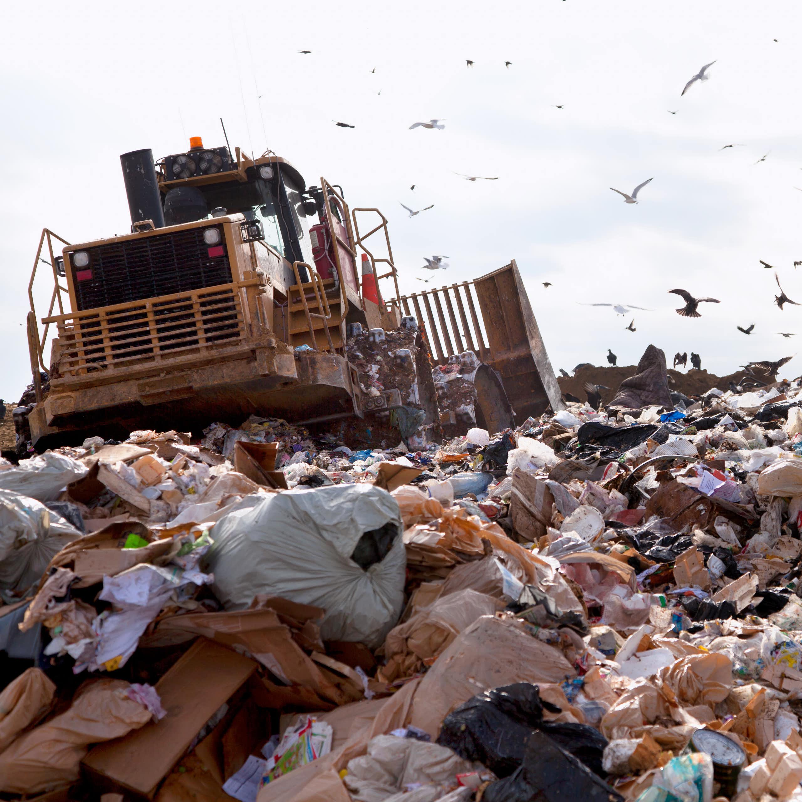 A truck in a landfill with seagulls.