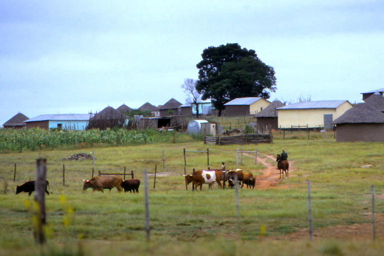 Cows moving along a dirt road.