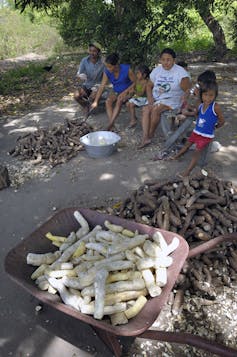Five people sit in background with several piles of peeled and unpeeled cassava tubers