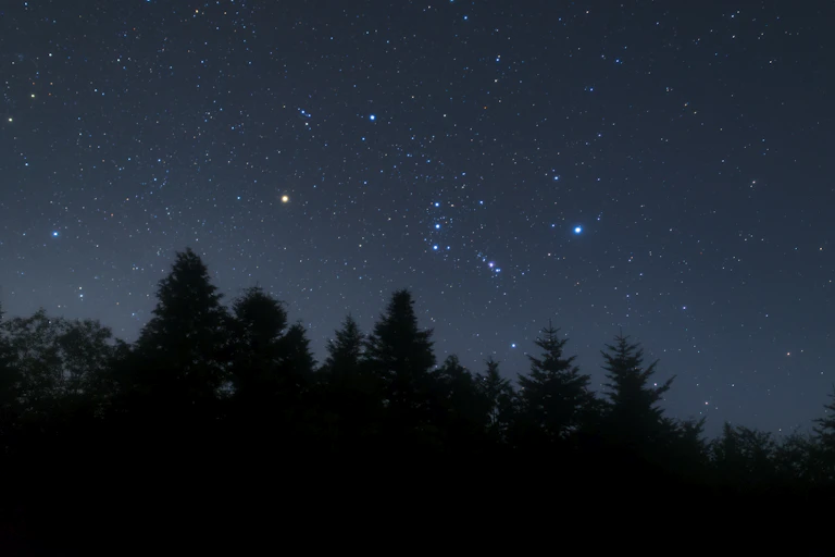 starry night sky above treeline