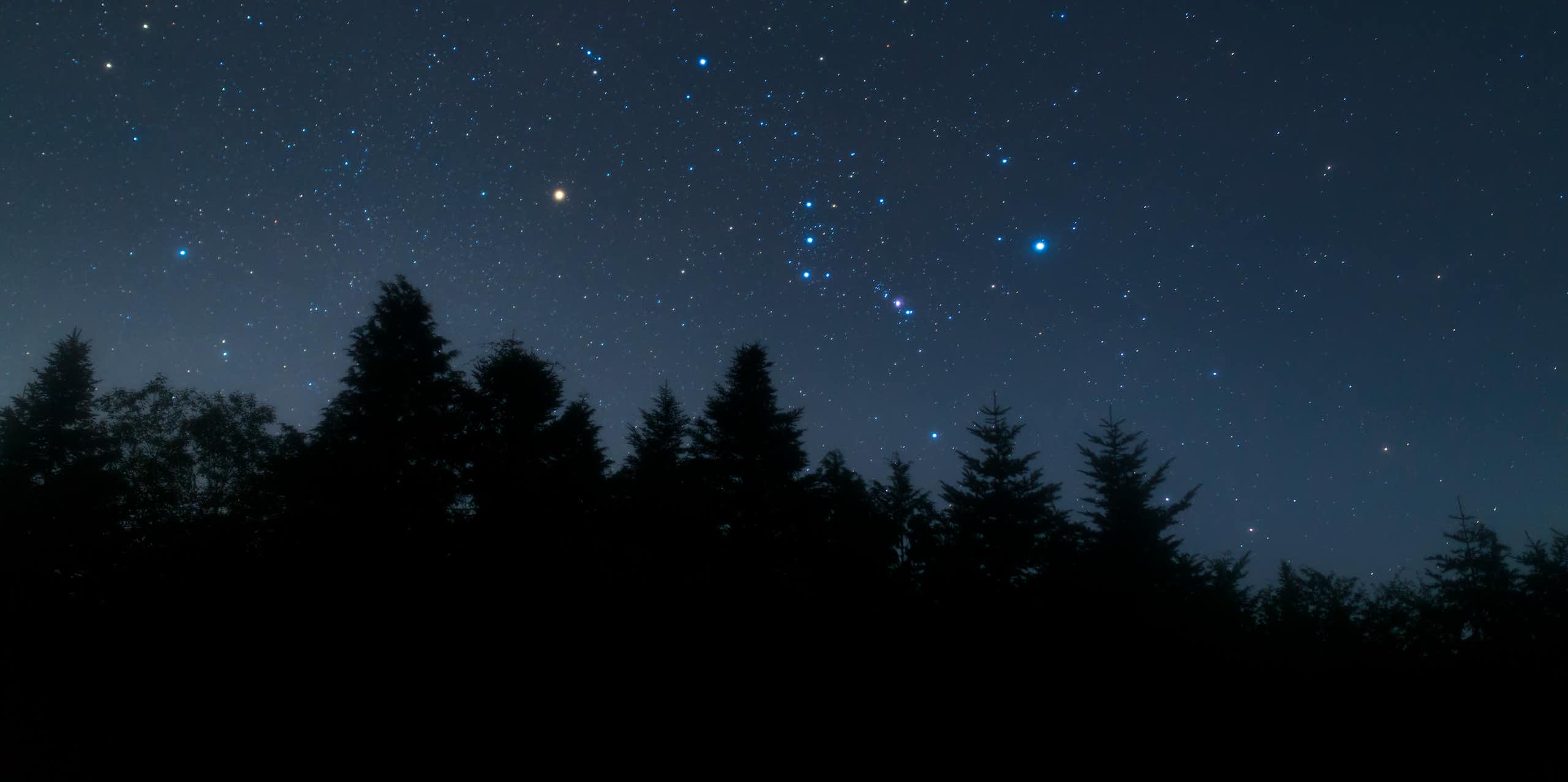 starry night sky above treeline
