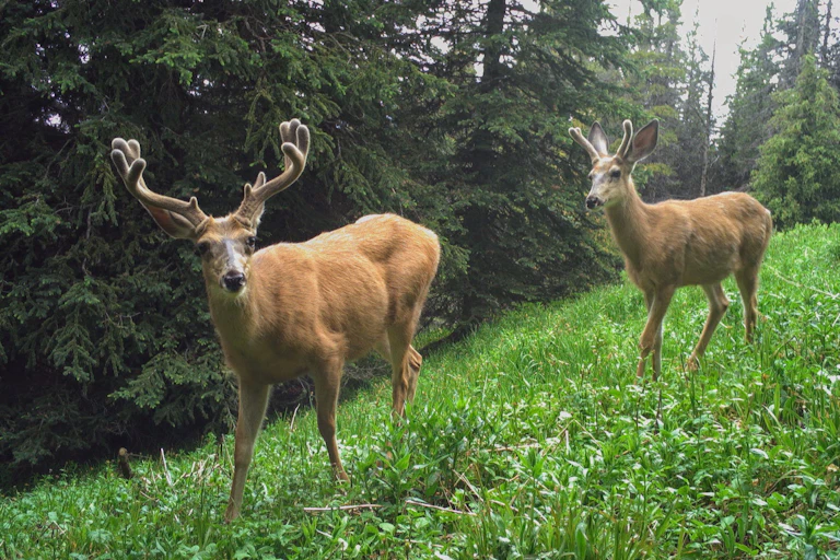 two bucks move through a hilly meadow