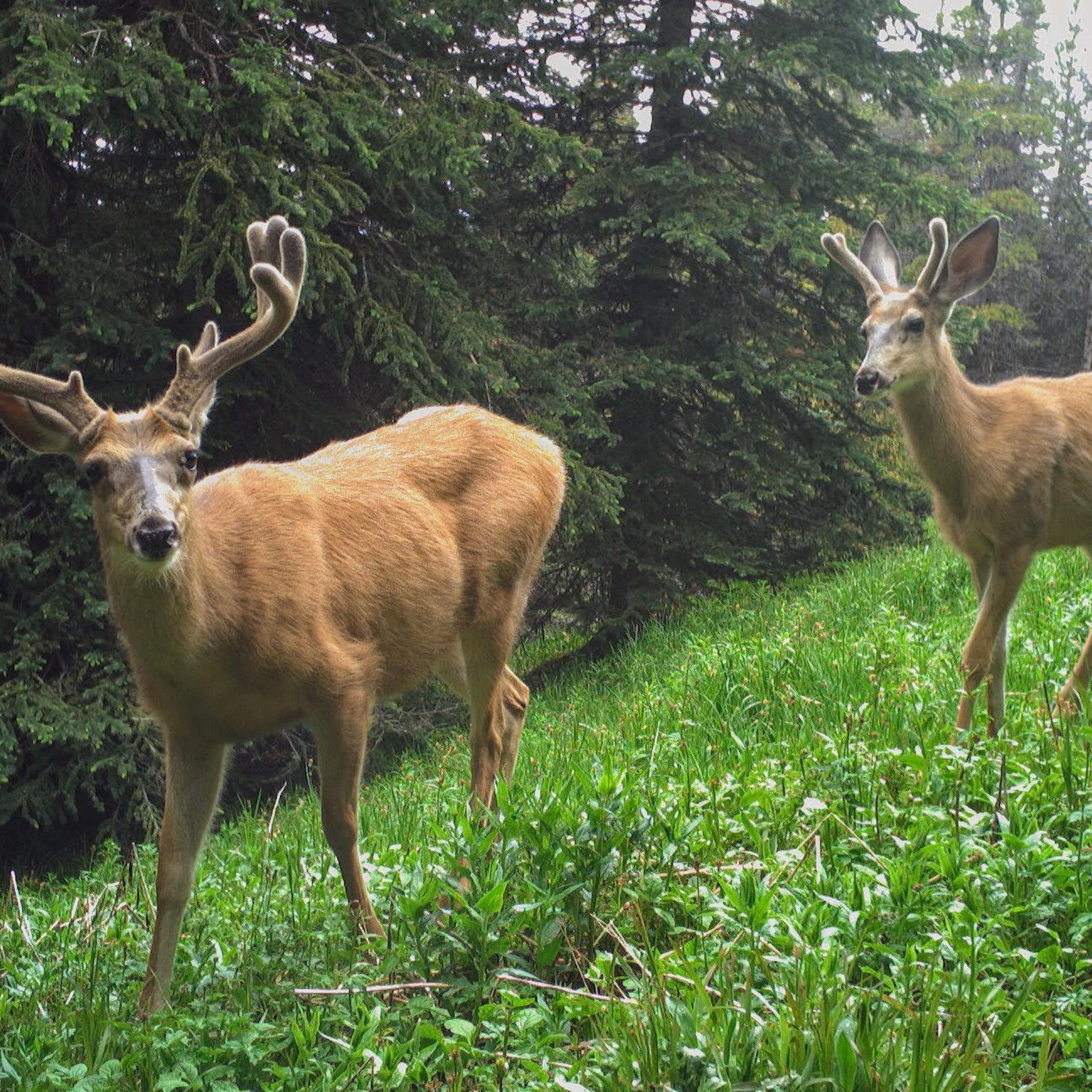 two bucks move through a hilly meadow
