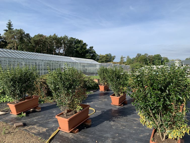 Six long orange plant pots with tall green bushes, black matted ground, greenhouse in far background, blue cloudless sky