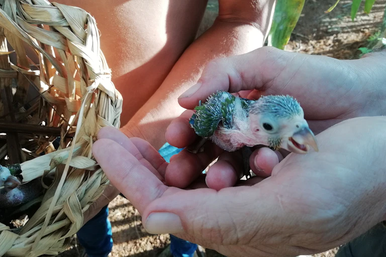 Unas manos sostienen a un polluelo de loro.