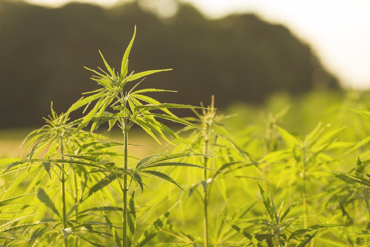 Shot of green hemp plants growing in field, dark trees in background with white sky