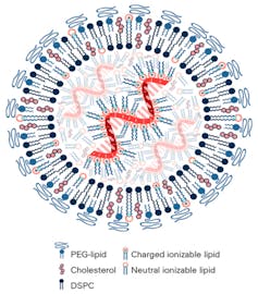 Diagram of lipid molecules formed a spherical shell around single-stranded mRNAs