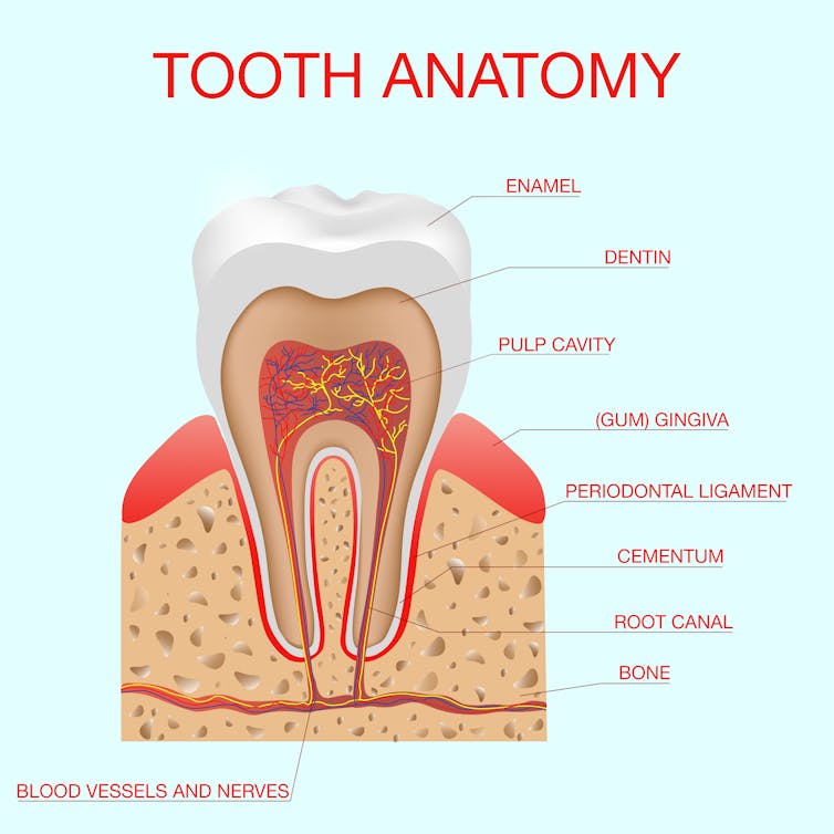 An illustration of tooth anatomy